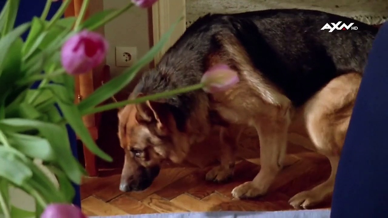 Kommissar Rex Staffel 4 Folge 3 HD Deutsch