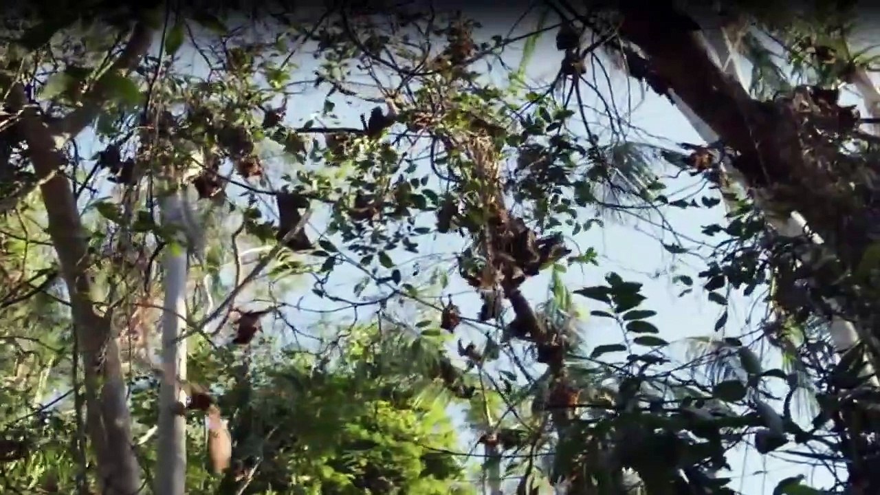 Die Irwins - Crocodile Hunter Family Staffel 2 Folge 5 HD Deutsch