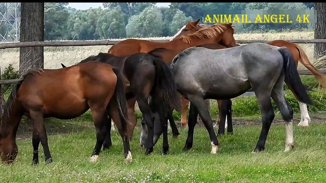Colors of animals: Duck, horses, Cow, Bee,, Goat, Crabs - animal sounds | Part- 01