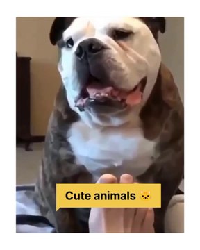 Cute Dog ll Cute animals video ll Cute video ll @Cute animals