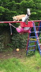 Cat Falls on Swinging Girl Who Does Backflip and Lands Like Superhero
