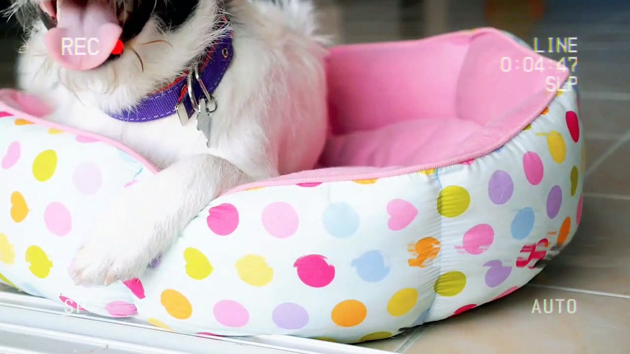 dog training videos, dog training tips, best do...