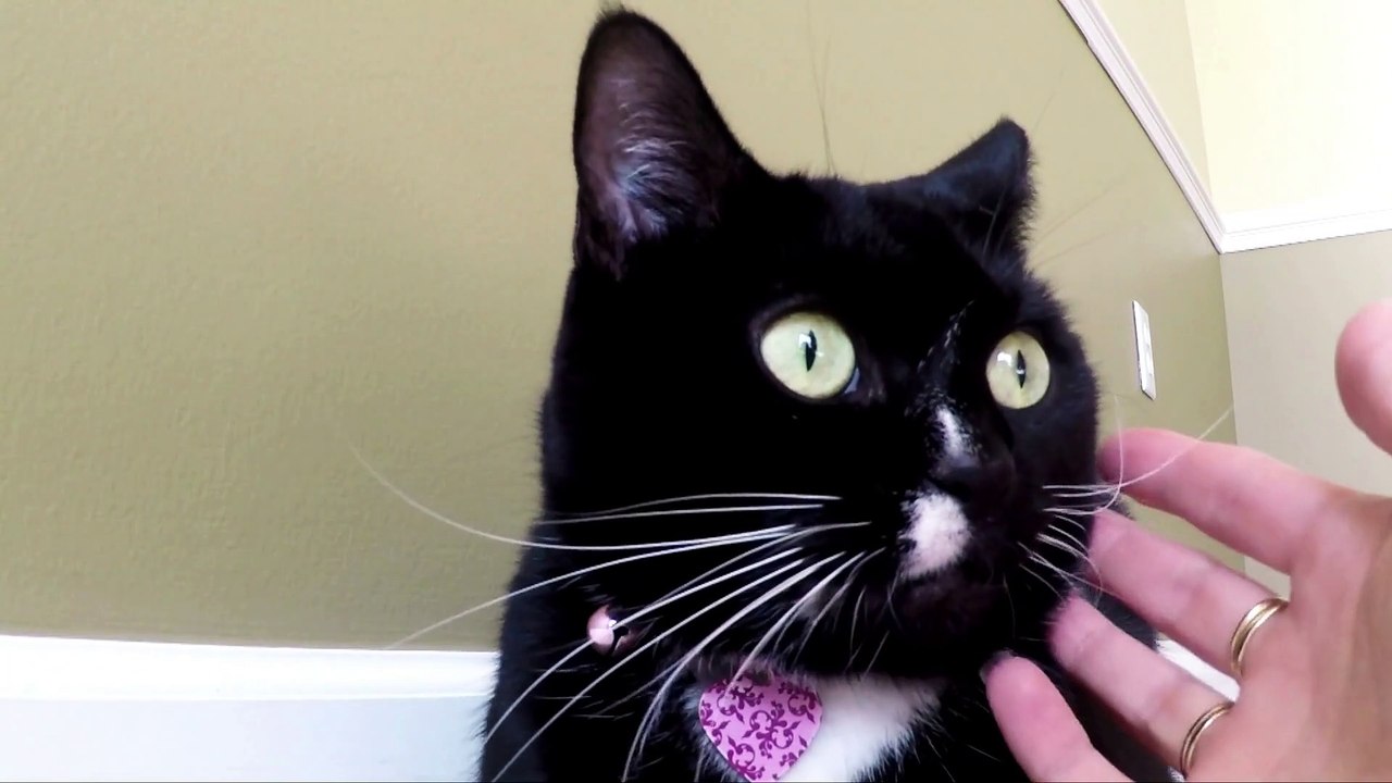 Angry Cat 2022