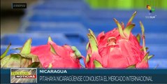 Pitahaya nicaragüense se convierte en un rubro importante de exportación