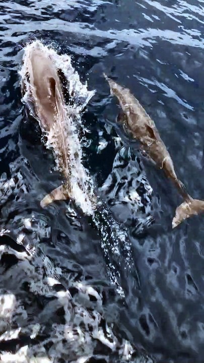 Dolphins for Kids | Dolphins Sound for Children | #shorts #short #shortvideo #dolphin