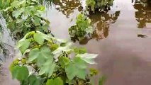 वीडियो में देखिए, इस डैम के पानी से कैसे डूबी फसलें