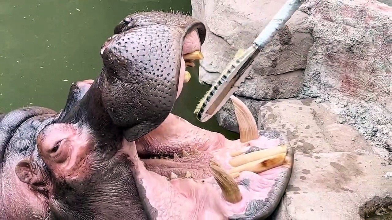 Protect teeth