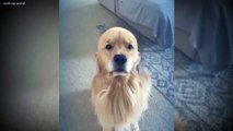 Very good dog's video  Dailymotion dogs funny