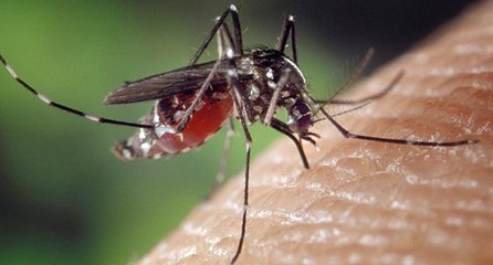 'Dünyanın en tehlikeli hayvanı sivrisineklerde artış var’