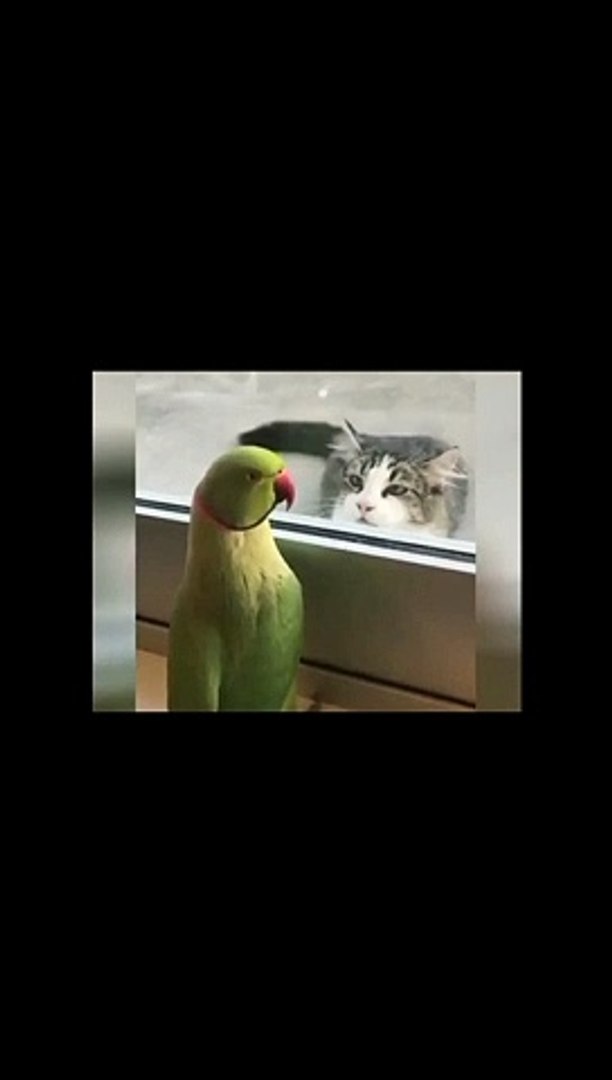 Funny animals vedios animals and animals vedios