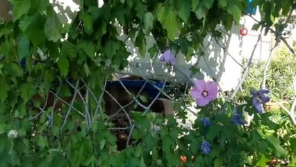 Bu da uçan patlıcan... havaya asılan pet şişe saksılarında yetişiyorlar