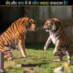Lion vs Tiger. Tiger vs Lion. शेर और बाघ मे कौन ज्यादा ताकदवर है?