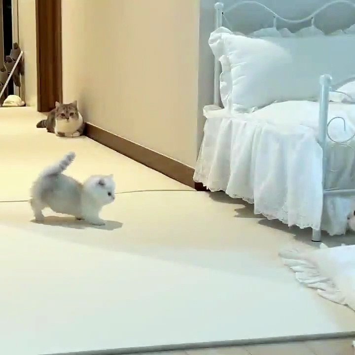 cute cats with kitten 