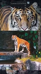 تعرف على الببر ، والذي عرف باسم النمر عن طريق الخطأ