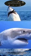 سمكة يطلق عليها اسم _ الموت الأبيض