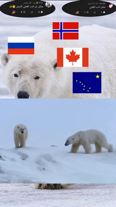 تعرف على الدب القطبي