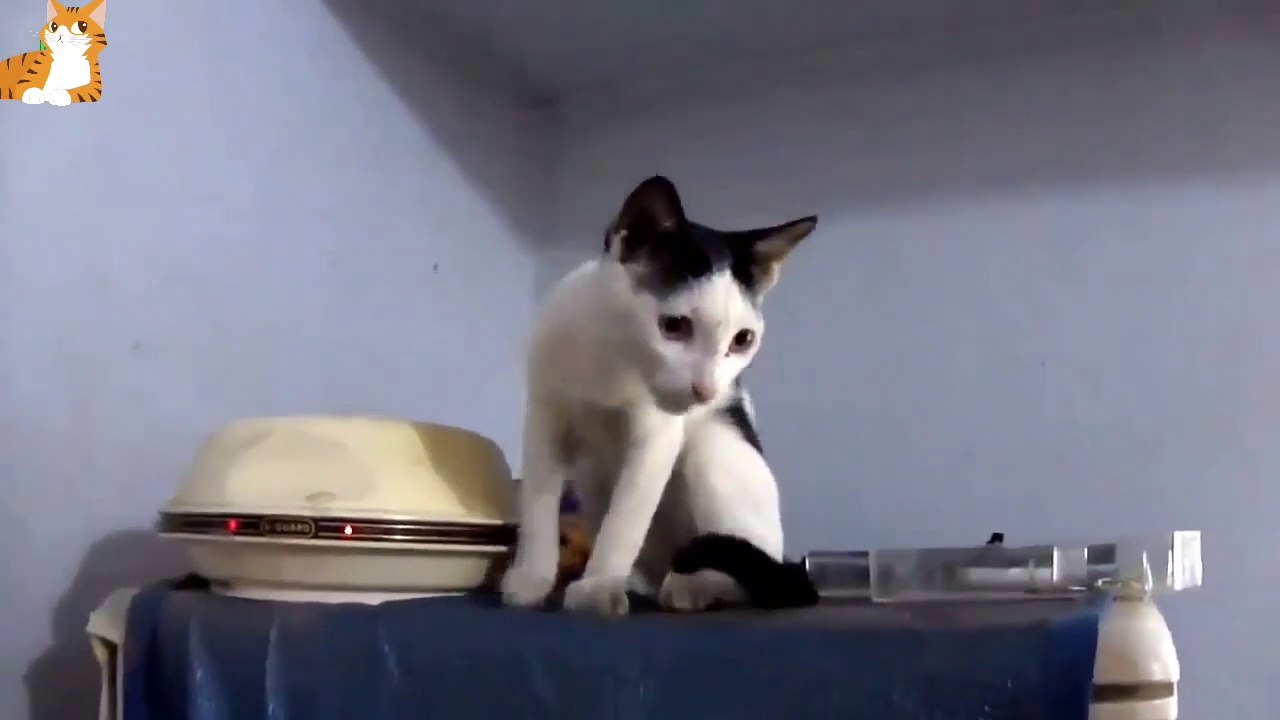 Beautiful cat and kittens meowing compilation
