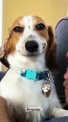 very funny dog twerking lol