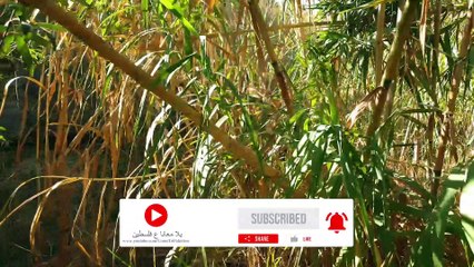 الجزء 2 : أجمل مغامرة لاستكشاف واد القلط - فلسطين - | ضعنا بين القصب | - | حلقة كاملة |