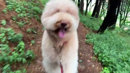 Why It's Hard to Have a Large Dog