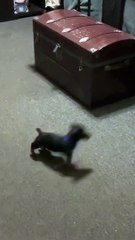 little dog chasing a big cat