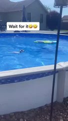 This little dog has his own pool to swim