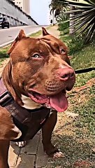 American bully dog video