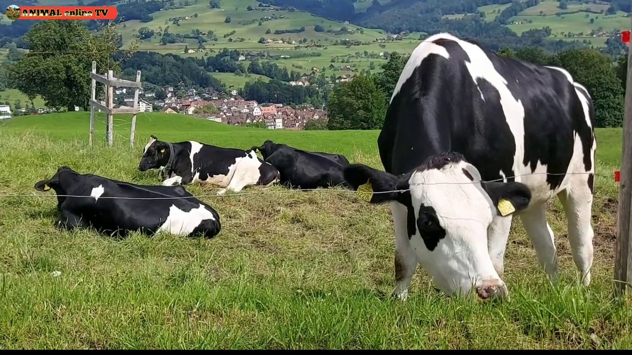 Animal video. Animals funny video . Funny video. Cartoon funny video