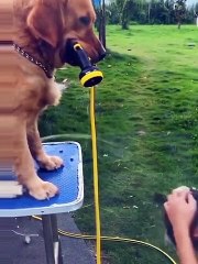 EVERBODY SHOCKED DOG ROCKED 