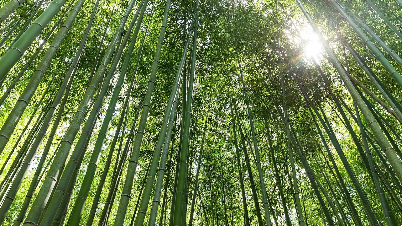 1 Hour Chinese Relaxing Music  Singing Birds Nature Sound, Calming River  Meditate, Relax, Sleep