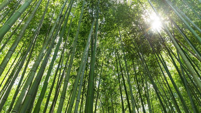 1 Hour Chinese Relaxing Music Singing Birds Nature Sound, Calming River Meditate, Relax, Sleep