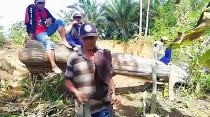 TEAK LOGGING  PEMOTONGAN KAYU JATI