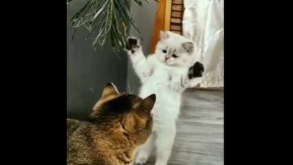 Cat Memes funniest Videos 2022