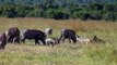 Black - backed jackals hunting warthog