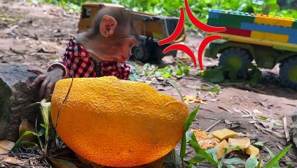 Monkey Baby Bin Bin Poodle Appears and Ducklings In Real Life vs Dogs Prank