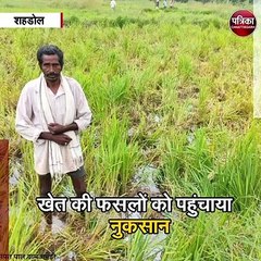 शहडोल : जंगली हाथियों और शूकरों का उत्पात