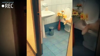 Toilet wow funny dog videos  #short