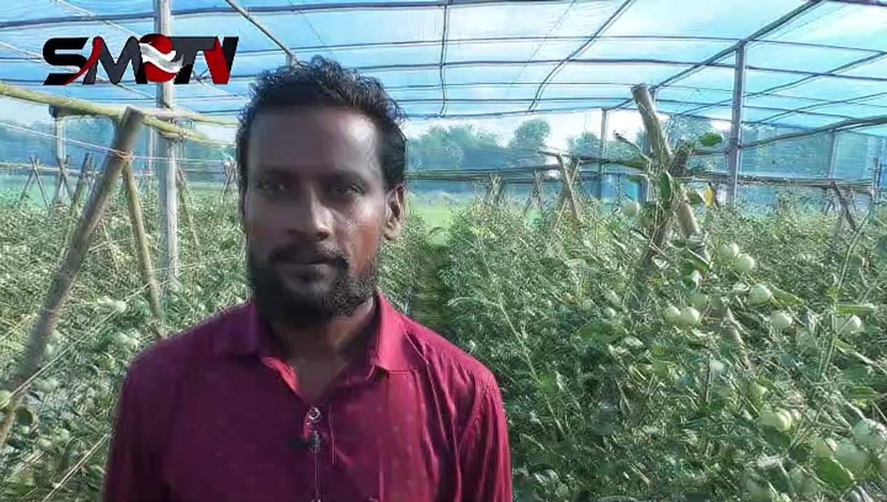 গ্রফটিং পদ্ধুতিতে অসময়ে টমেটো চাষ করে সফল তরুণ কৃষি উদ‌্যোগতা আনোয়ার হোসেন