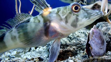 أكثر المخلوقات إثارة للقلق عثر عليه في القارة القطبية الجنوبية