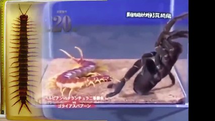 أكثر المواجهات جنونا في عالم الحشرات