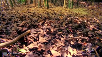 إليكم لماذا تأكل الثعابين بعضها البعض على قيد الحياة