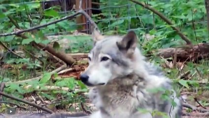 الذئاب وحتى الدببة تخاف من هذا المخلوق