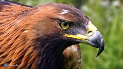 كيف تلتقط النسور القاتلة الذئاب؟ - القبض على هجمات النسر على الكاميرا