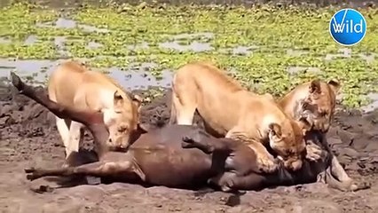 This baby lion Grabs Buffalo by the Balls!