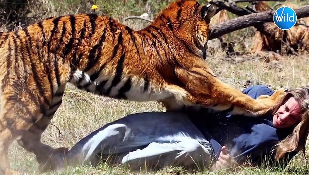Best Tiger Encounter Caught on Camera