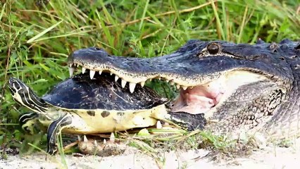 OMG! Moments When Turtles Face Poison Snake Survival Battle   Turtle Defend Them Selves