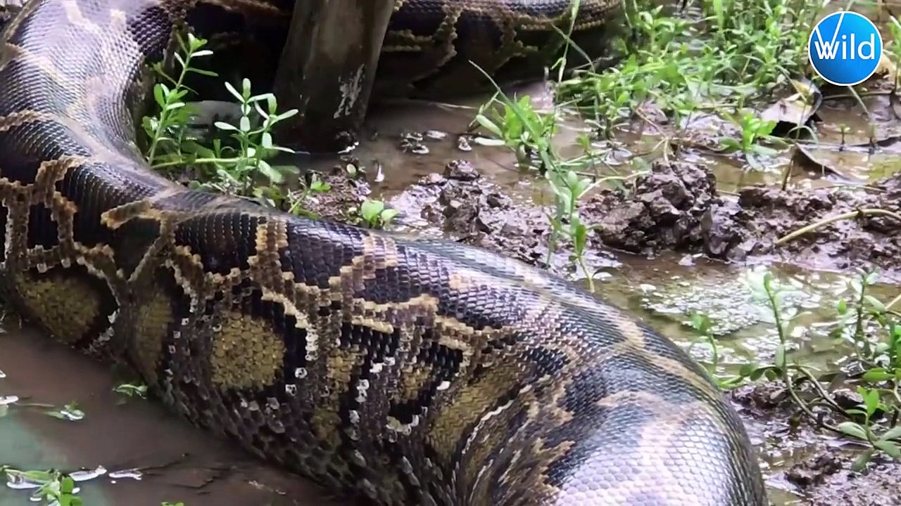 The snake kills itself and commits suicide