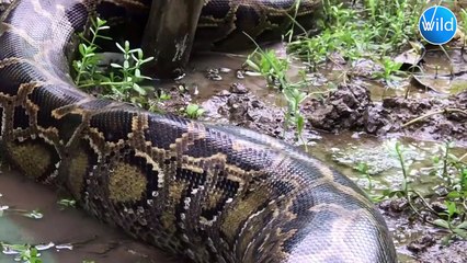 The snake kills itself and commits suicide