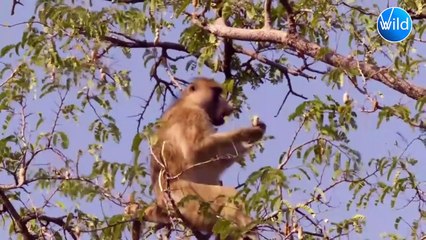 6 Baboon Encounters New Born Impala Way Too Scary For You