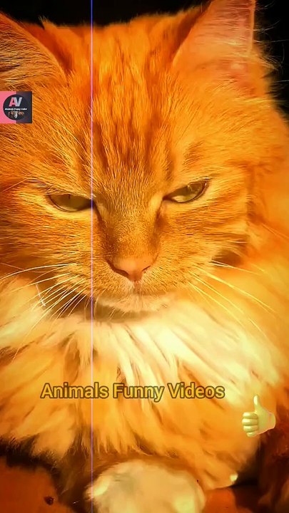 Wow Amazing Dogies _ Cute Pie Dog New Videos 2022 _ Animals Funny Videos #shorts #animals #viral